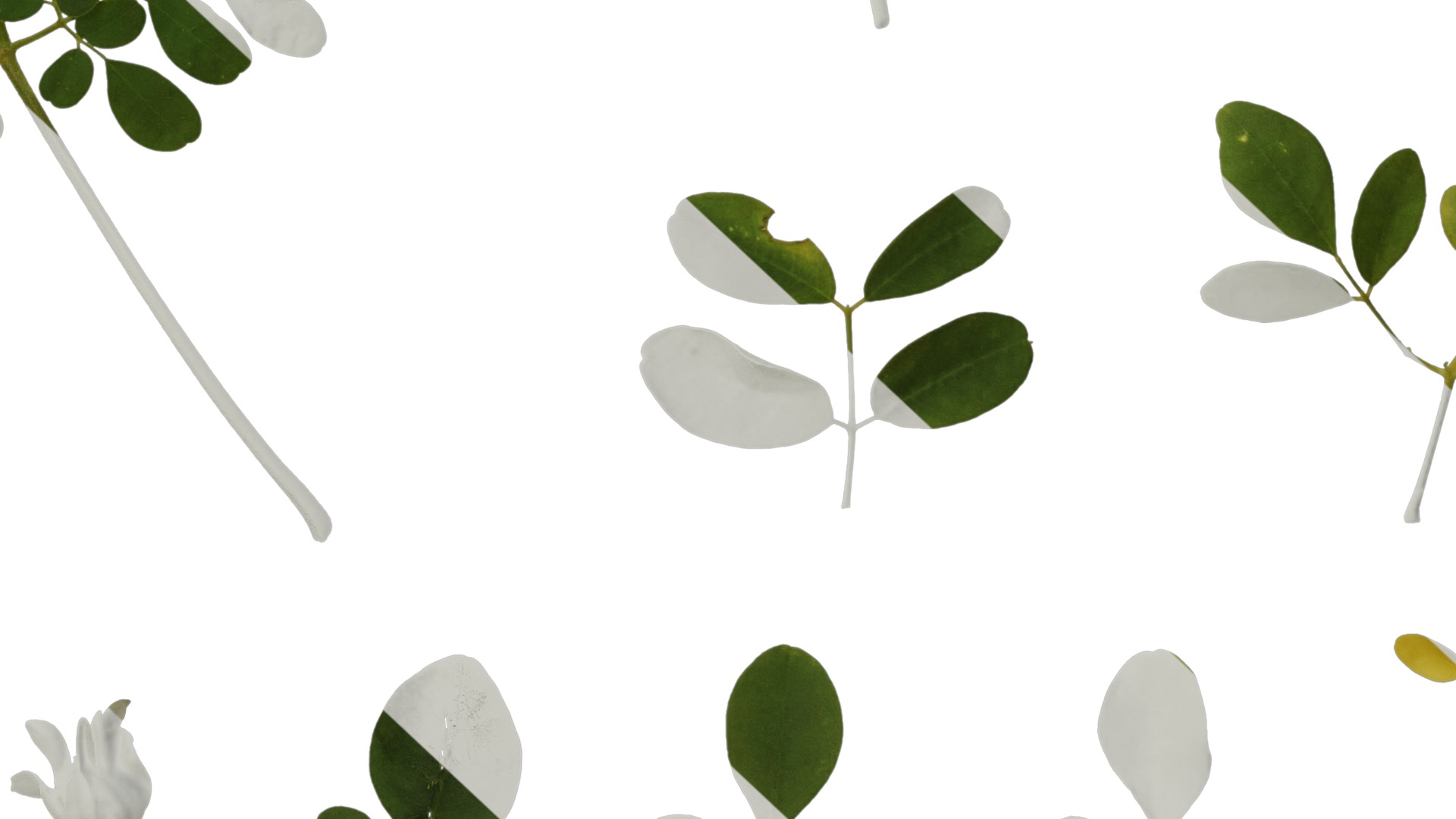 Anydrafts Moringa oleifera Atlas 01 Texture_7