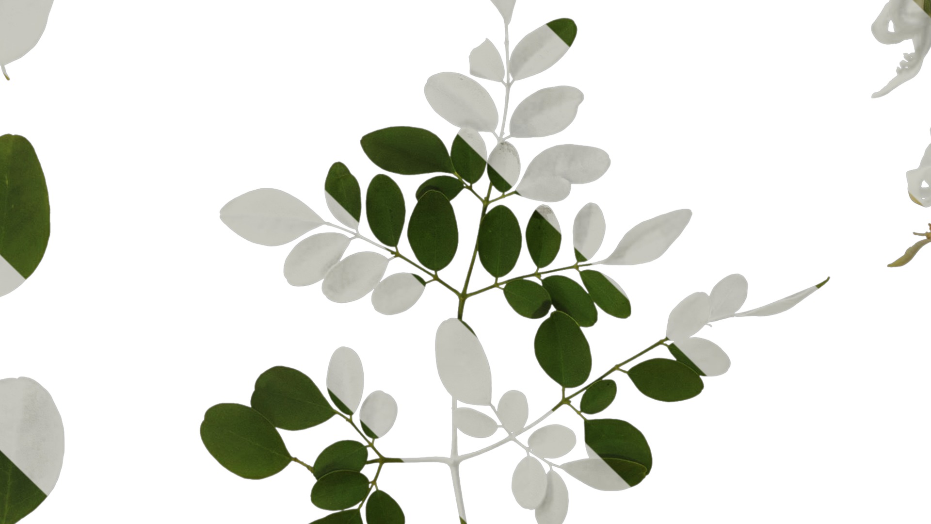 Anydrafts Moringa oleifera Atlas 01 Texture_1