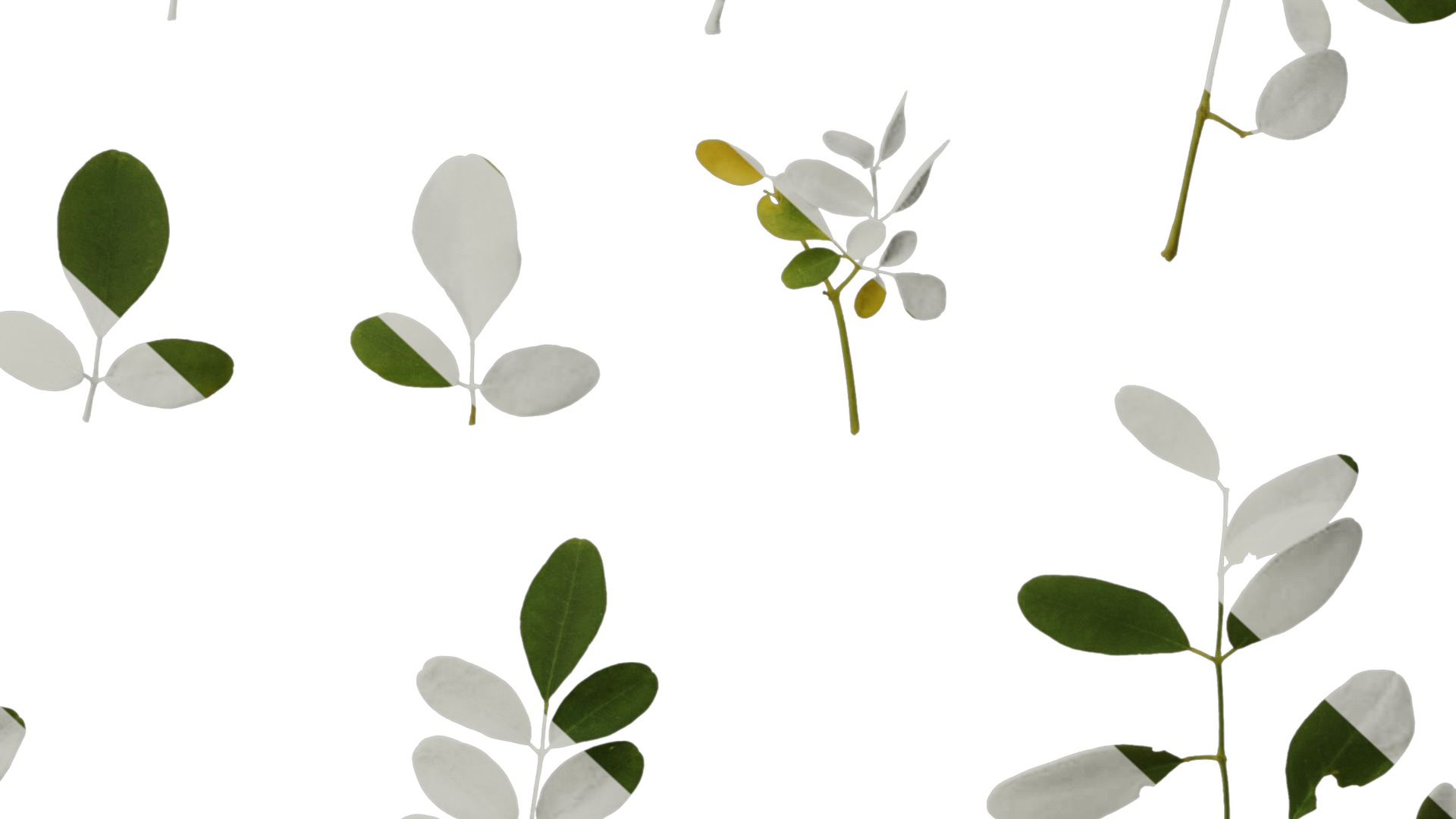 Anydrafts Moringa oleifera Atlas 01 Texture_6