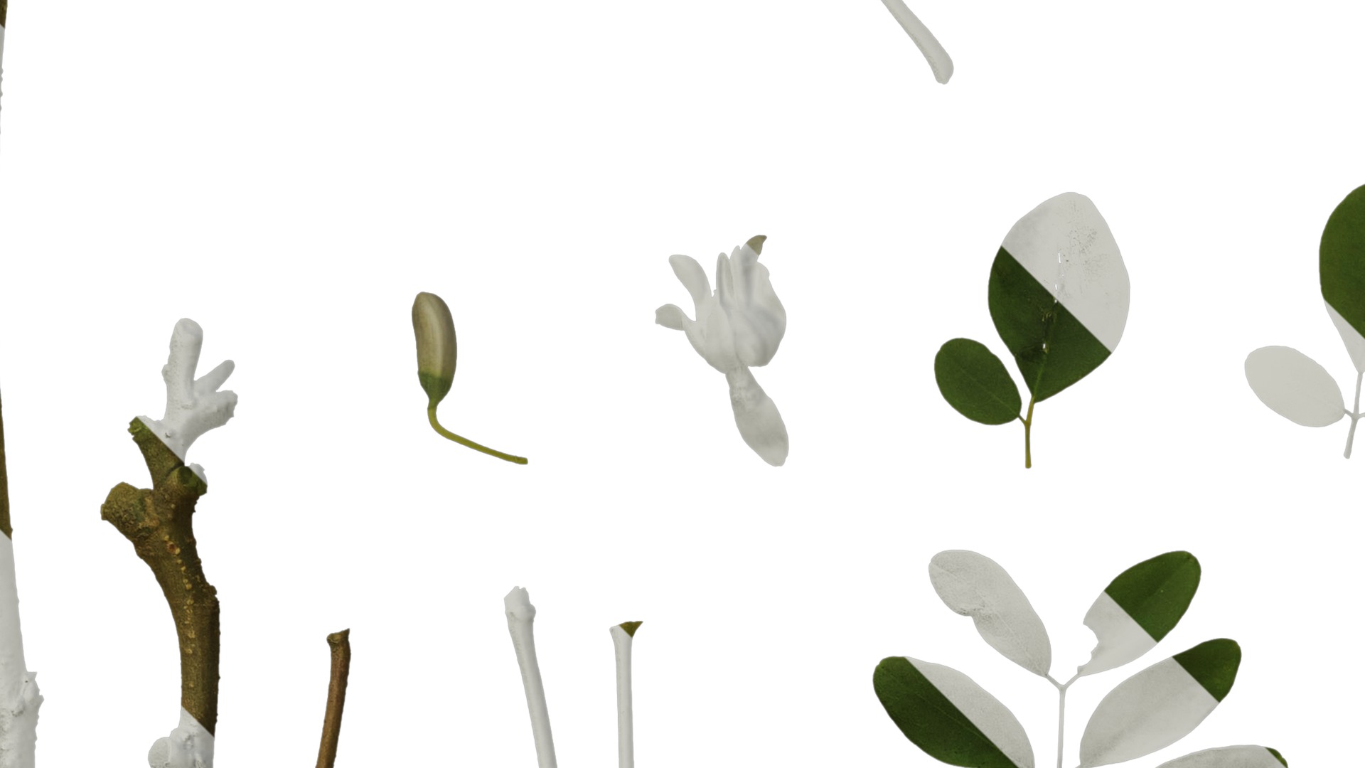 Anydrafts Moringa oleifera Atlas 01 Texture_5