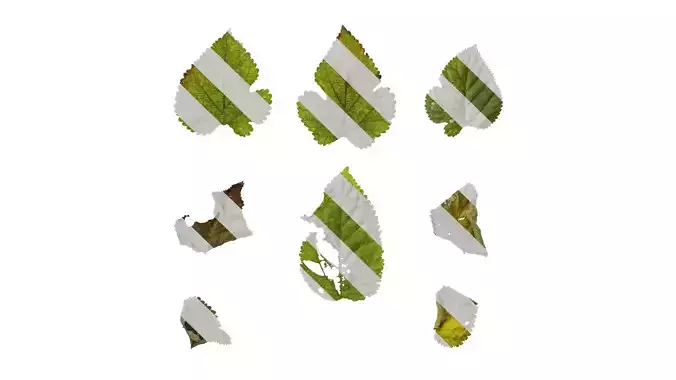 Anydrafts Morus alba Leaf 10