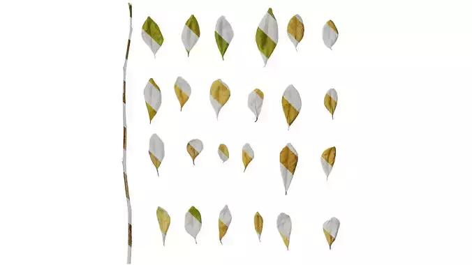 Anydrafts Murraya exotica Leaf 03