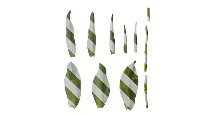 Anydrafts Tulipa gesneriana Leaf 07