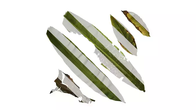 Anydrafts Musa basjoo Leaf 02