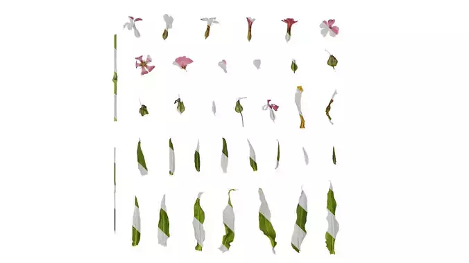 Anydrafts Vaccaria hispanica Atlas 01