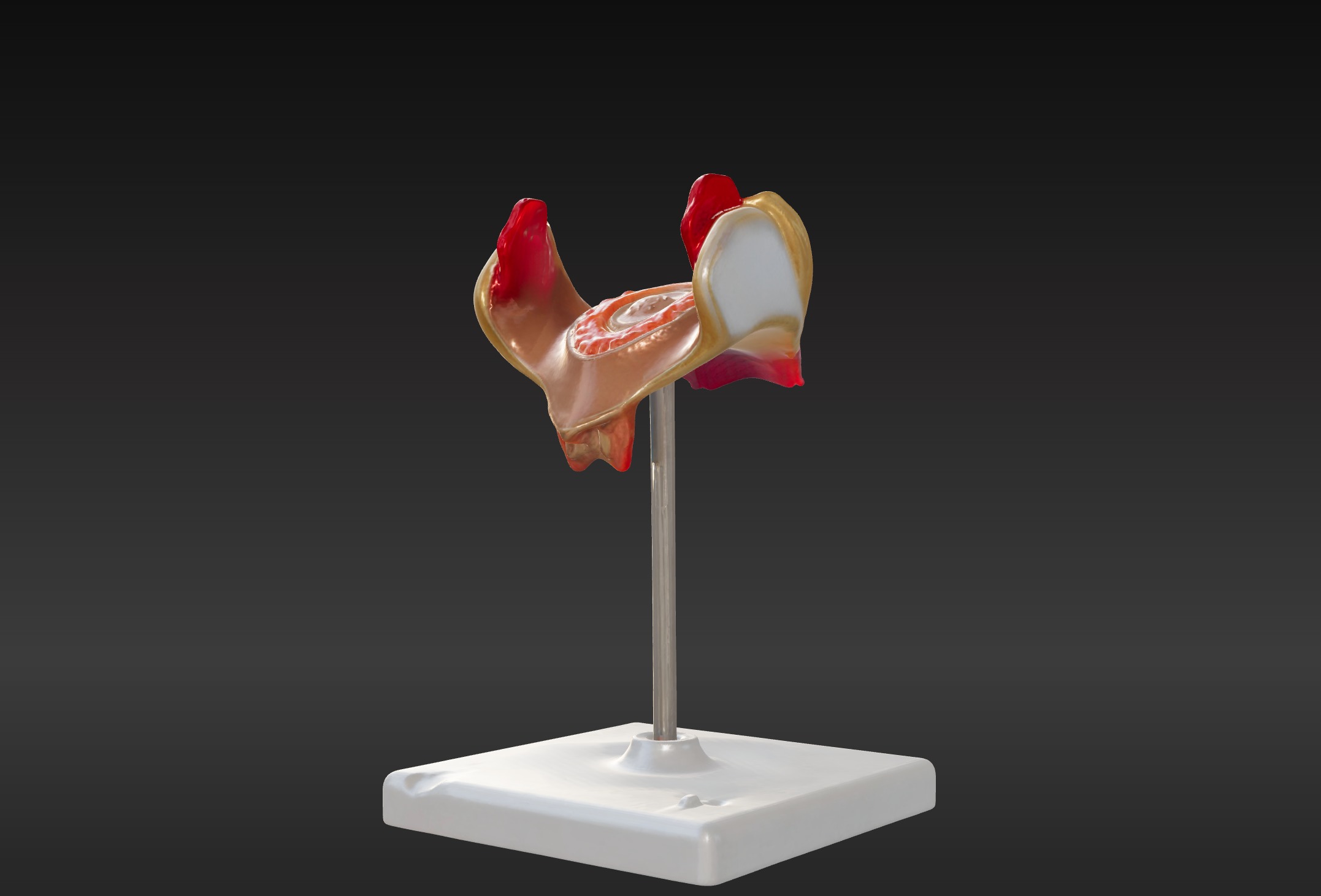 3D Model of 1st Month Human Embryo 3D print model_6