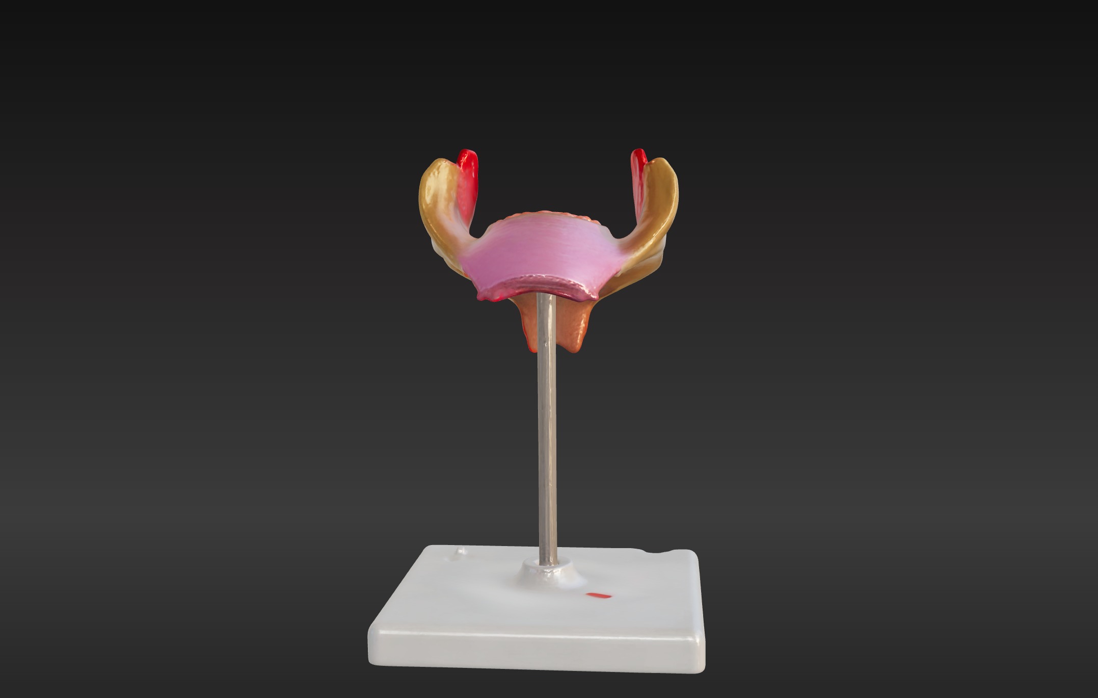 3D Model of 1st Month Human Embryo 3D print model_8