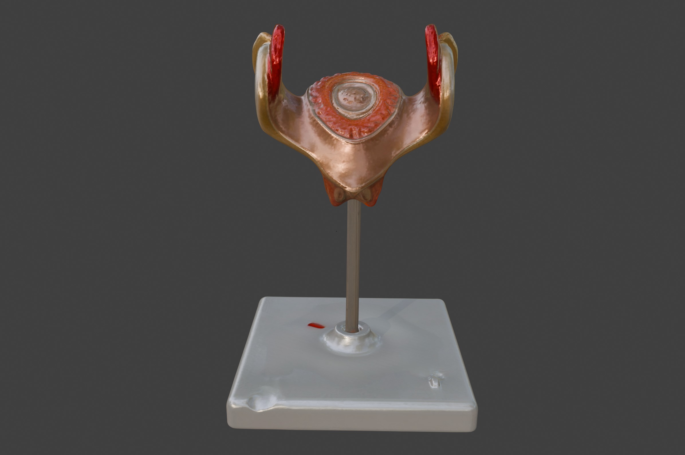 3D Model of 1st Month Human Embryo 3D print model_10