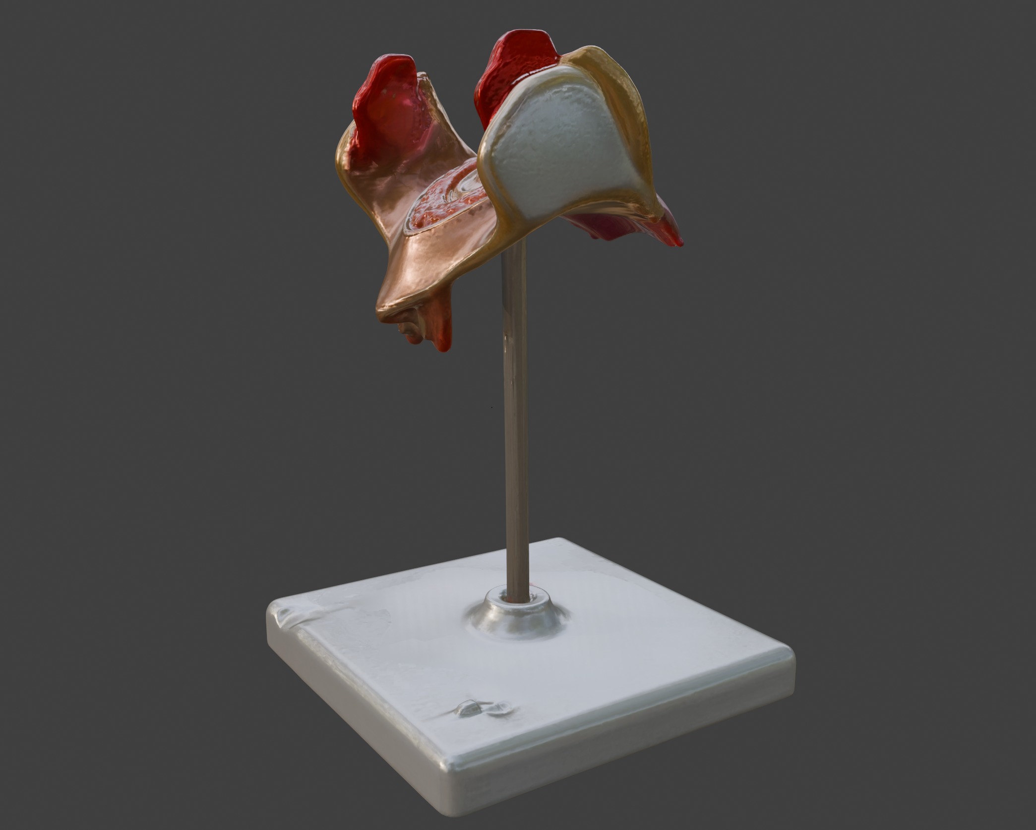 3D Model of 1st Month Human Embryo 3D print model_11