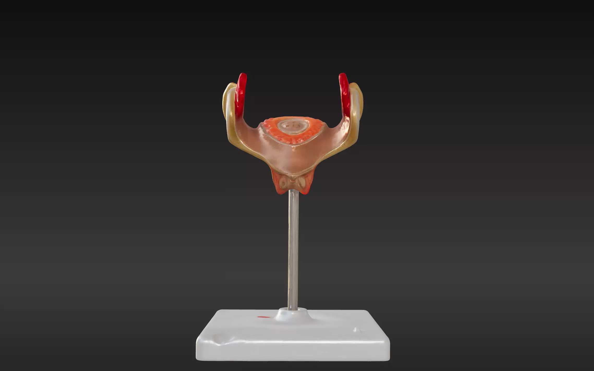 3D Model of 1st Month Human Embryo 3D print model_0