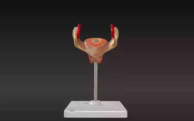 3D Model of 1st Month Human Embryo 3D print model