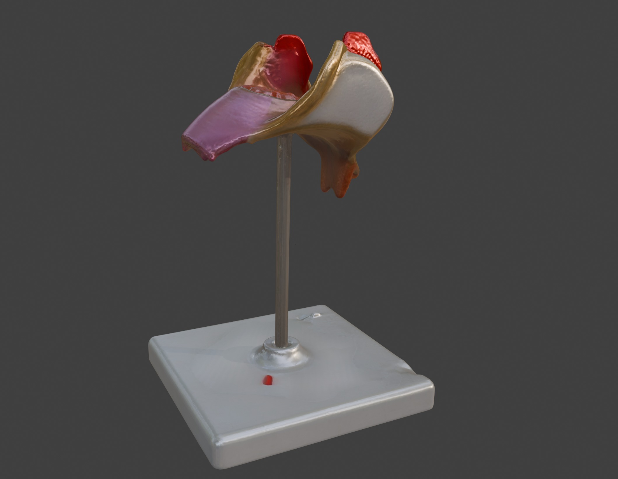 3D Model of 1st Month Human Embryo 3D print model_13