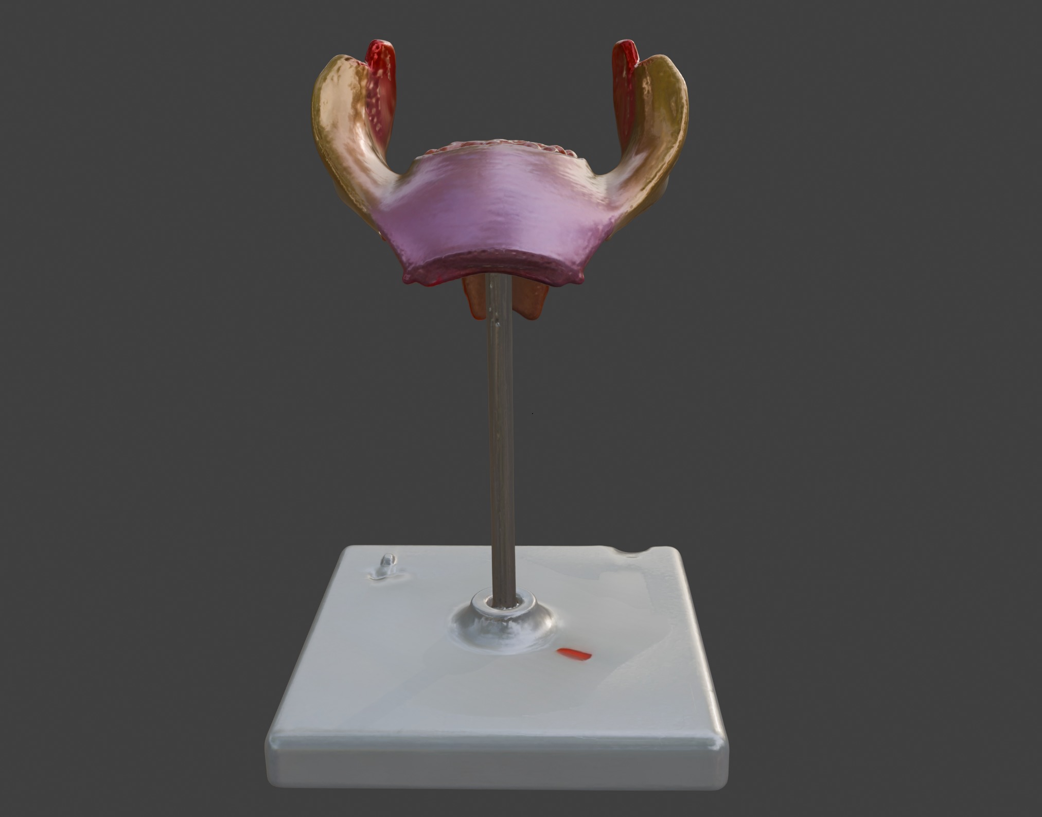 3D Model of 1st Month Human Embryo 3D print model_12