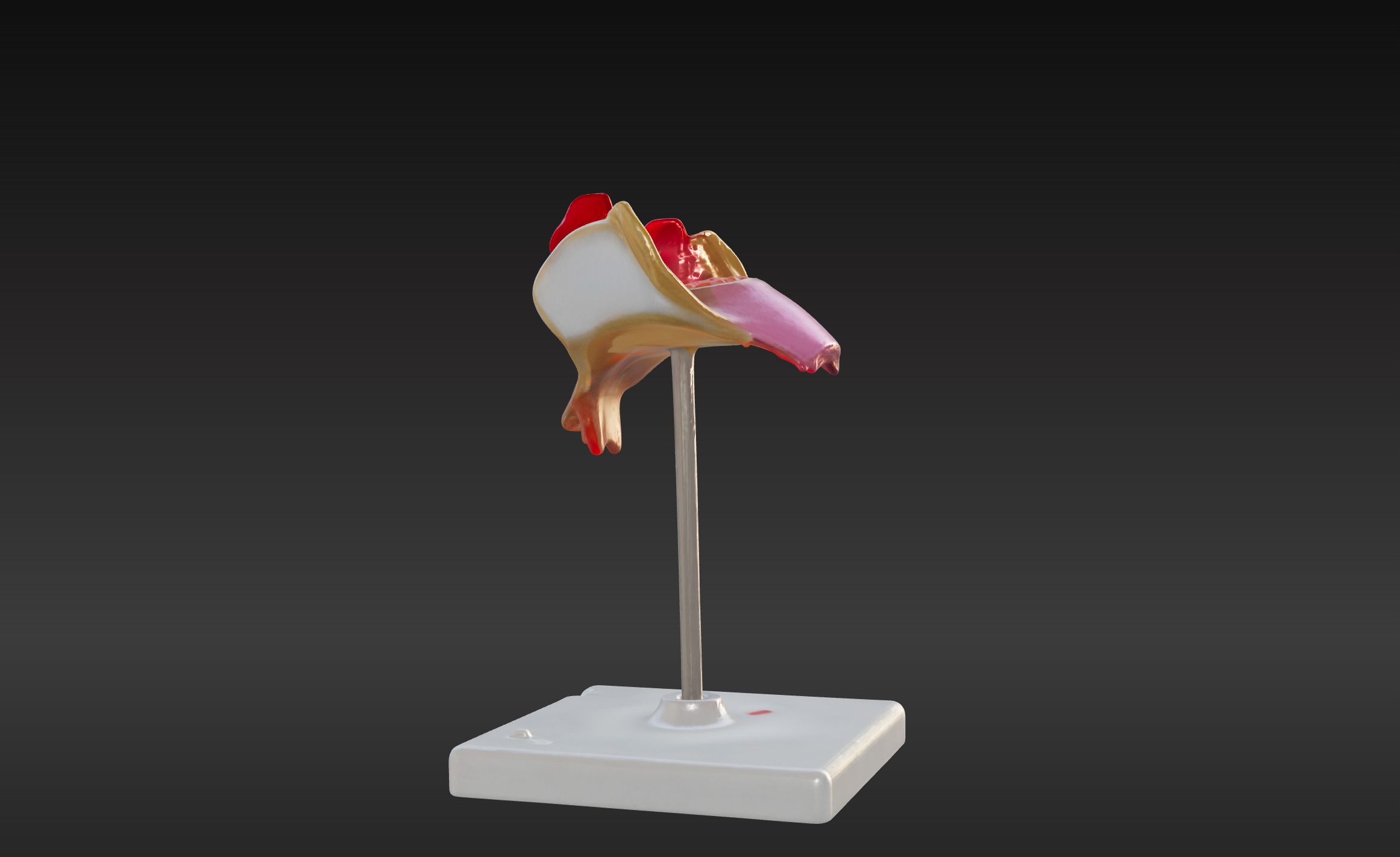 3D Model of 1st Month Human Embryo 3D print model_7