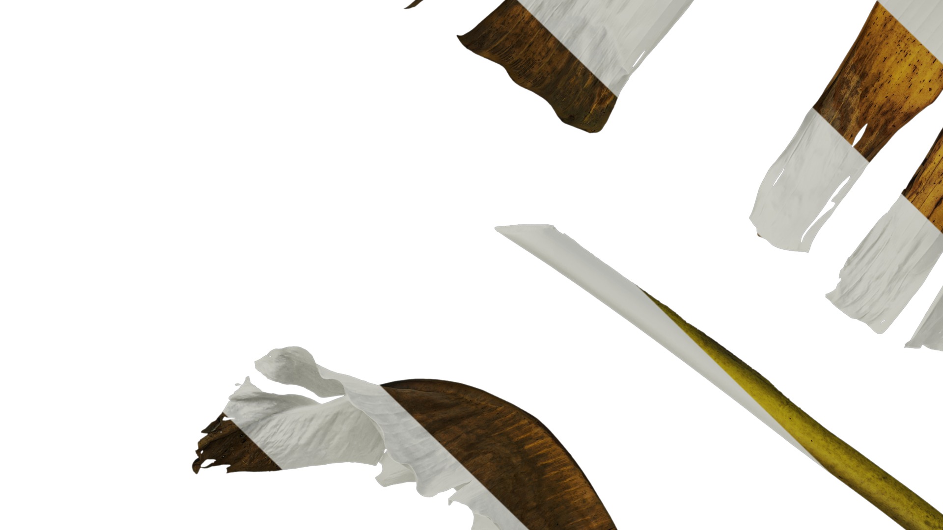 Anydrafts Musa basjoo Leaf 03 Texture_5