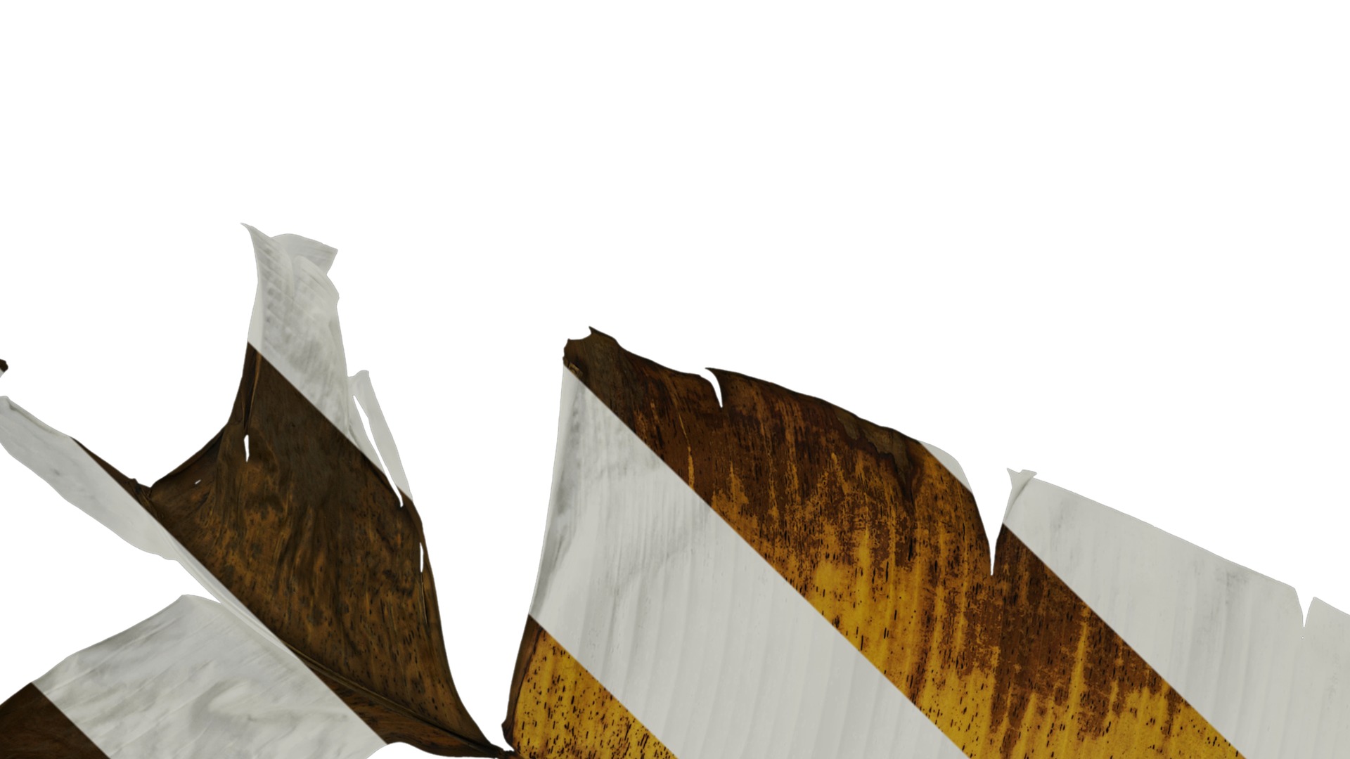 Anydrafts Musa basjoo Leaf 03 Texture_1