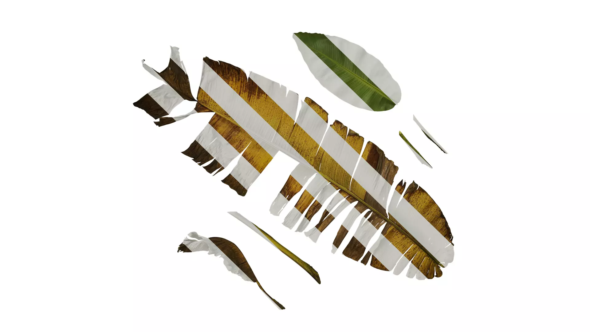 Anydrafts Musa basjoo Leaf 03 Texture_0