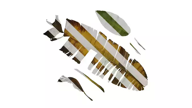 Anydrafts Musa basjoo Leaf 03