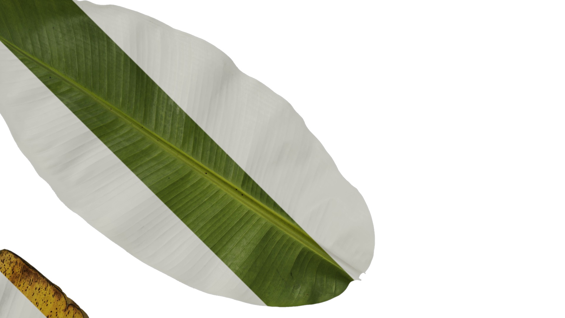 Anydrafts Musa basjoo Leaf 03 Texture_2