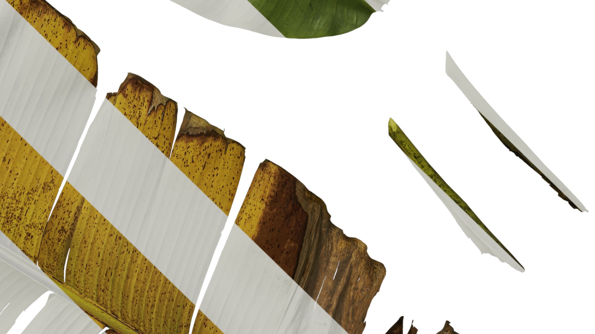 Anydrafts Musa basjoo Leaf 03 Texture_4