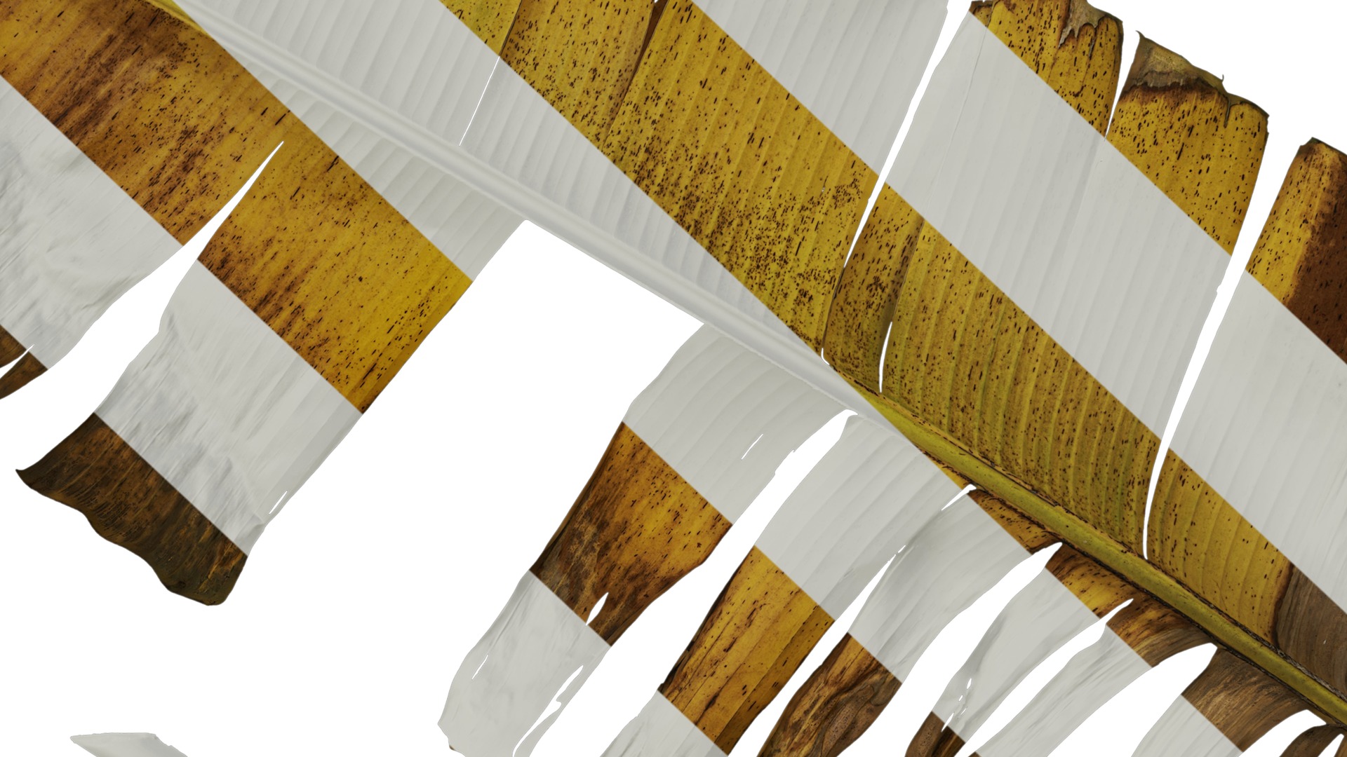 Anydrafts Musa basjoo Leaf 03 Texture_7