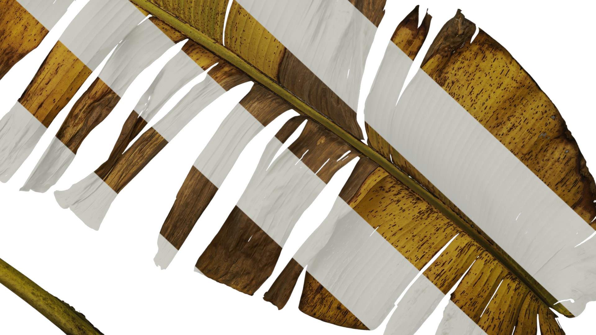 Anydrafts Musa basjoo Leaf 03 Texture_6