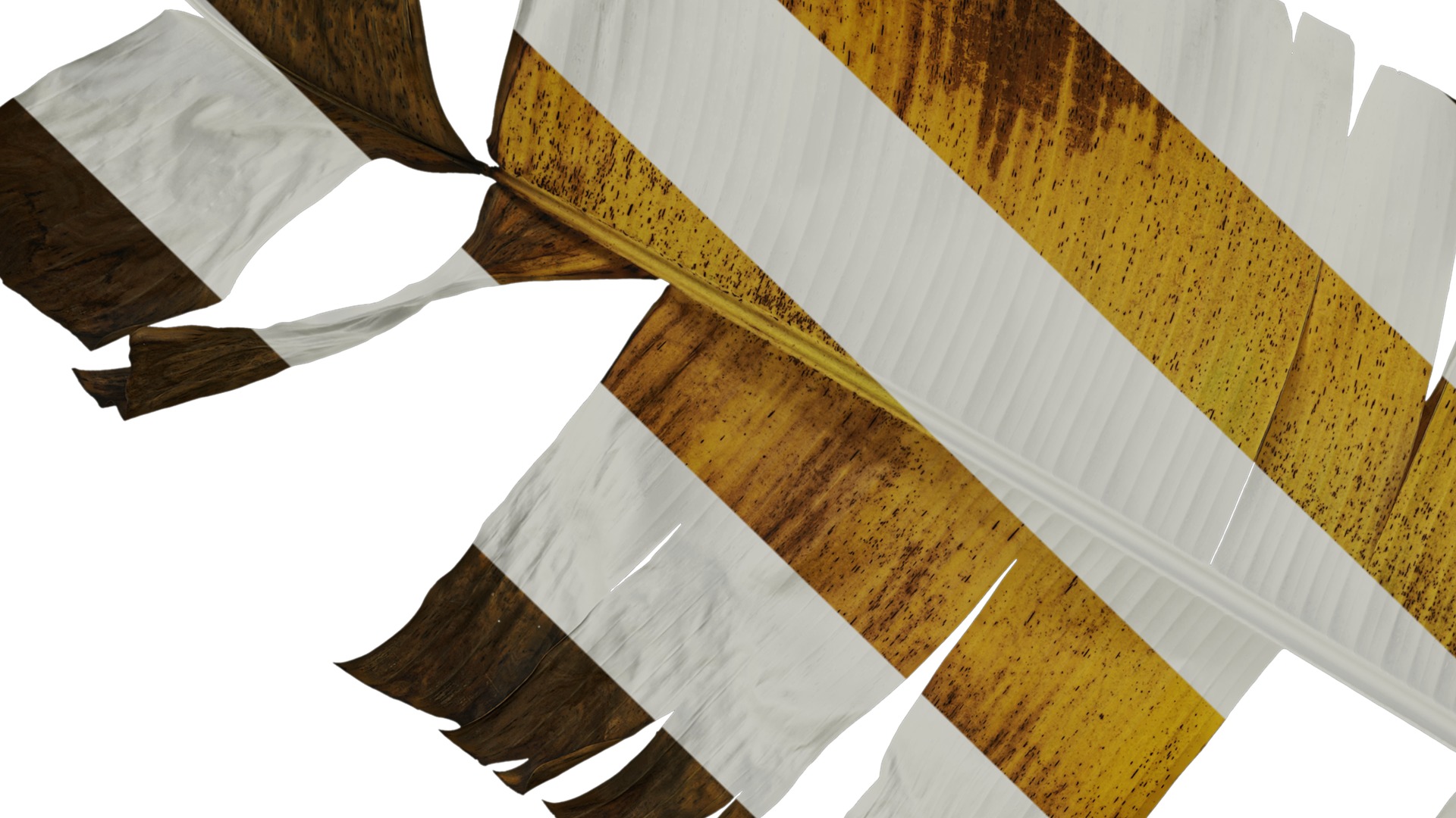 Anydrafts Musa basjoo Leaf 03 Texture_3