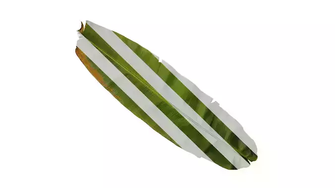 Anydrafts Musa basjoo Leaf 04