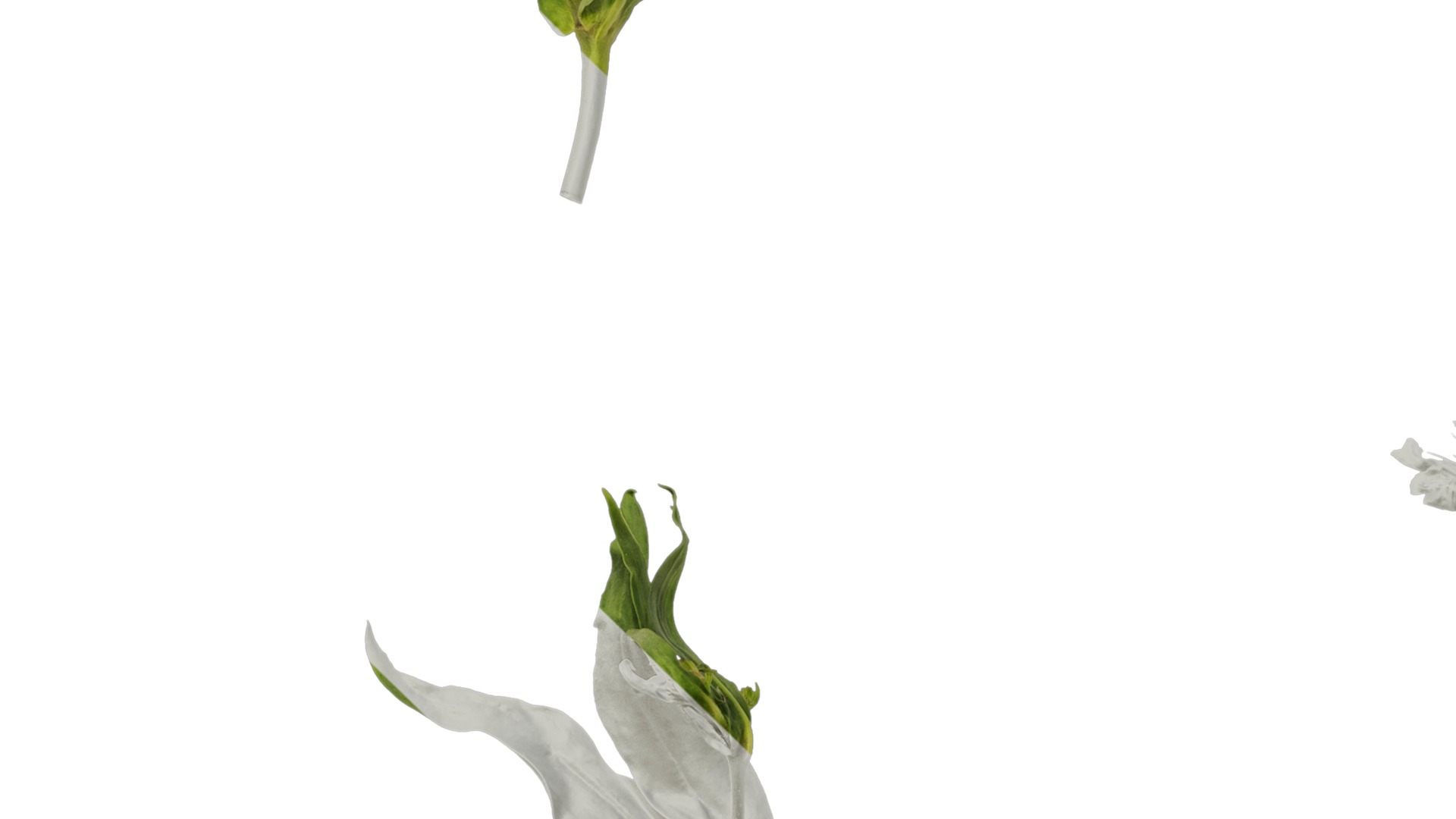 Anydrafts Vaccaria hispanica Atlas 03 Texture_5