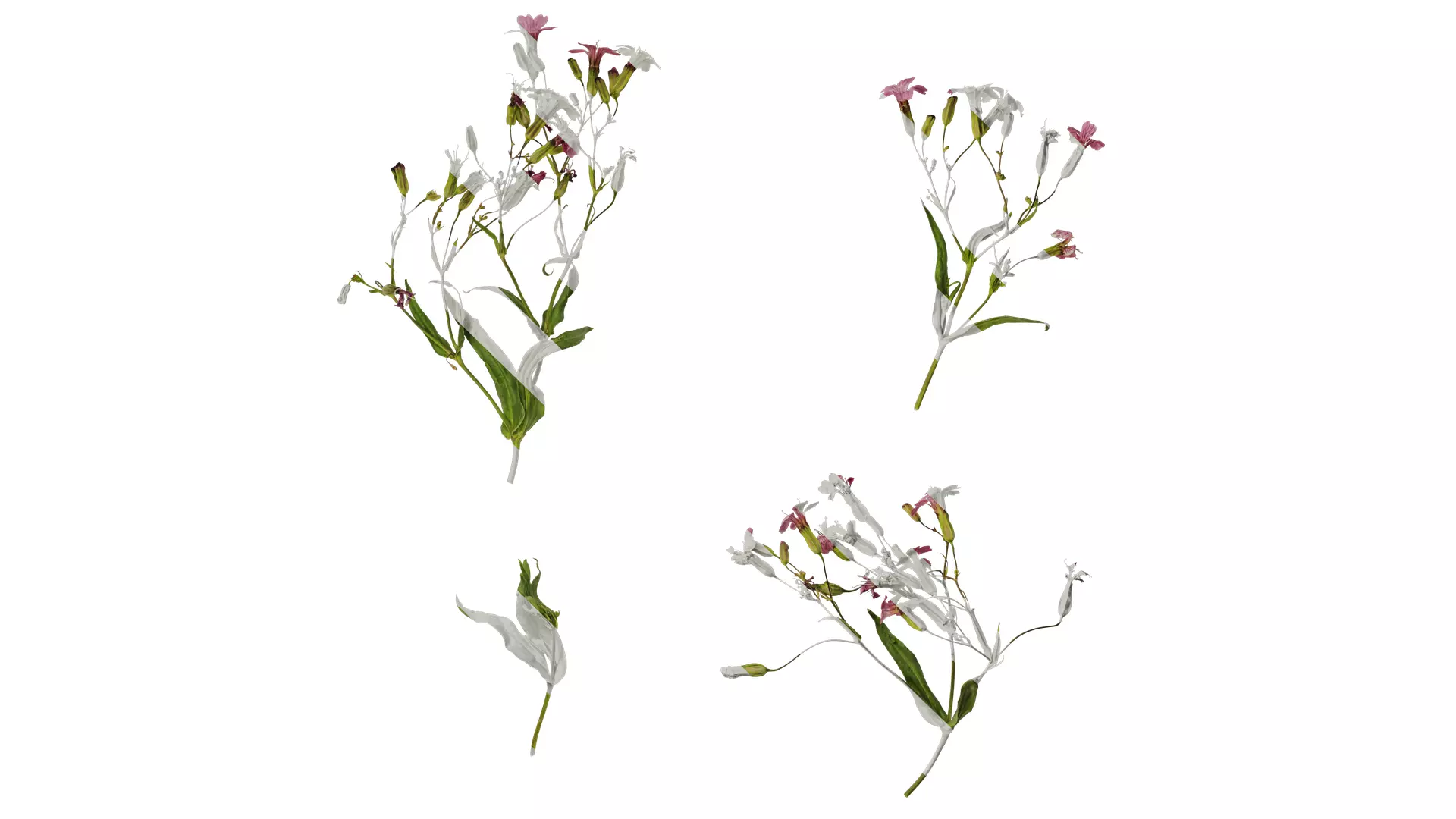 Anydrafts Vaccaria hispanica Atlas 03 Texture_0