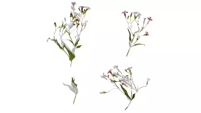 Anydrafts Vaccaria hispanica Atlas 03