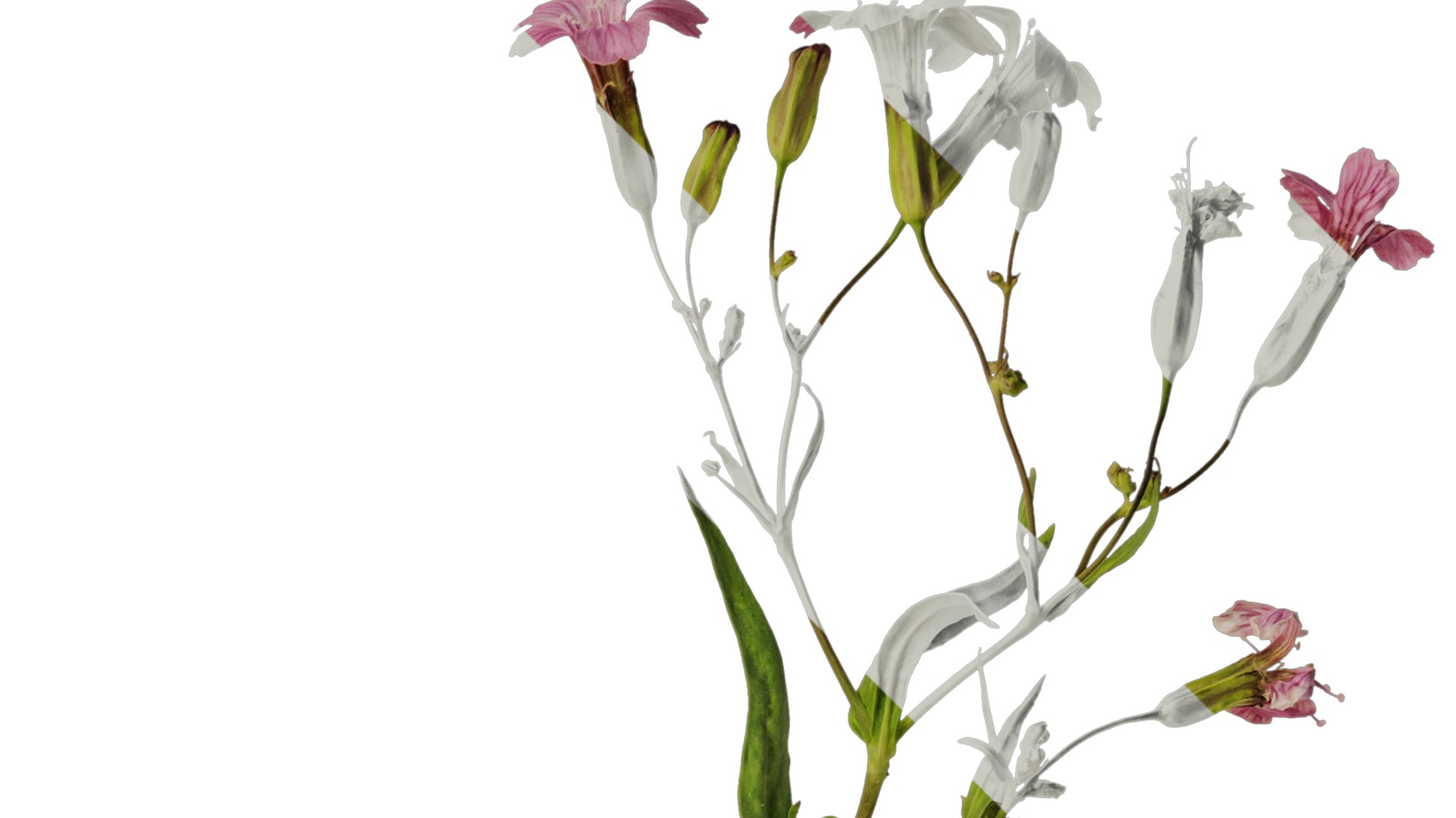 Anydrafts Vaccaria hispanica Atlas 03 Texture_2