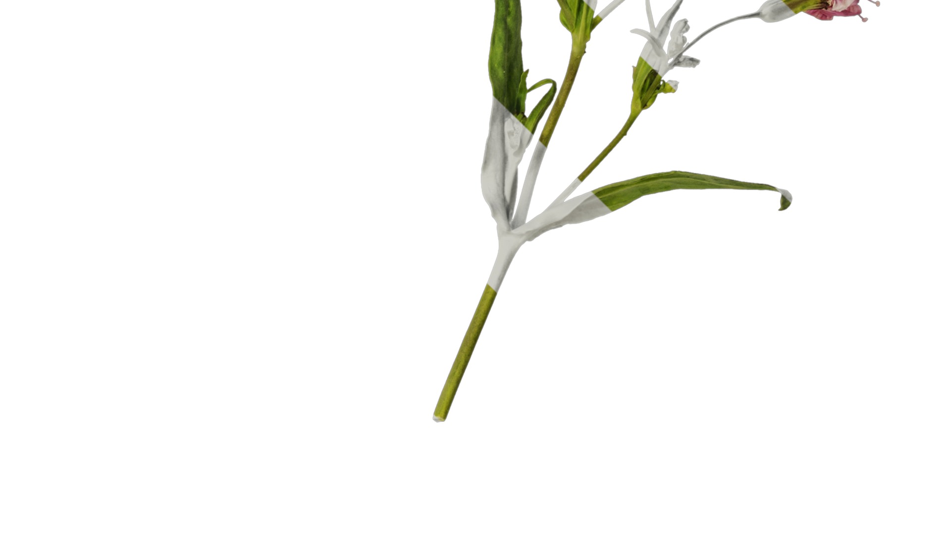 Anydrafts Vaccaria hispanica Atlas 03 Texture_4