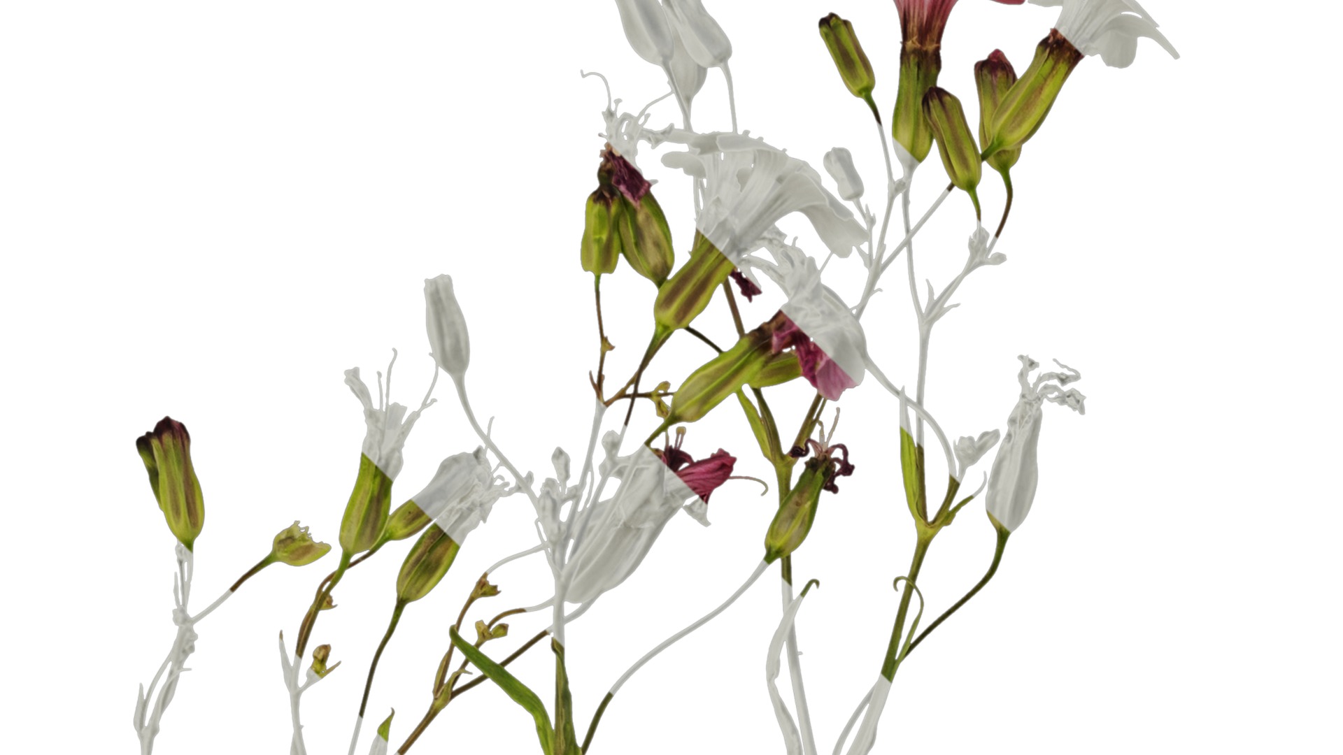 Anydrafts Vaccaria hispanica Atlas 03 Texture_1