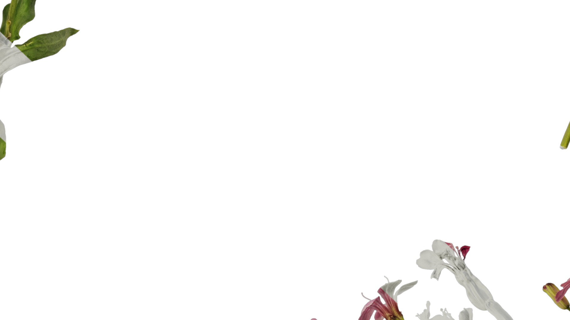 Anydrafts Vaccaria hispanica Atlas 03 Texture_7