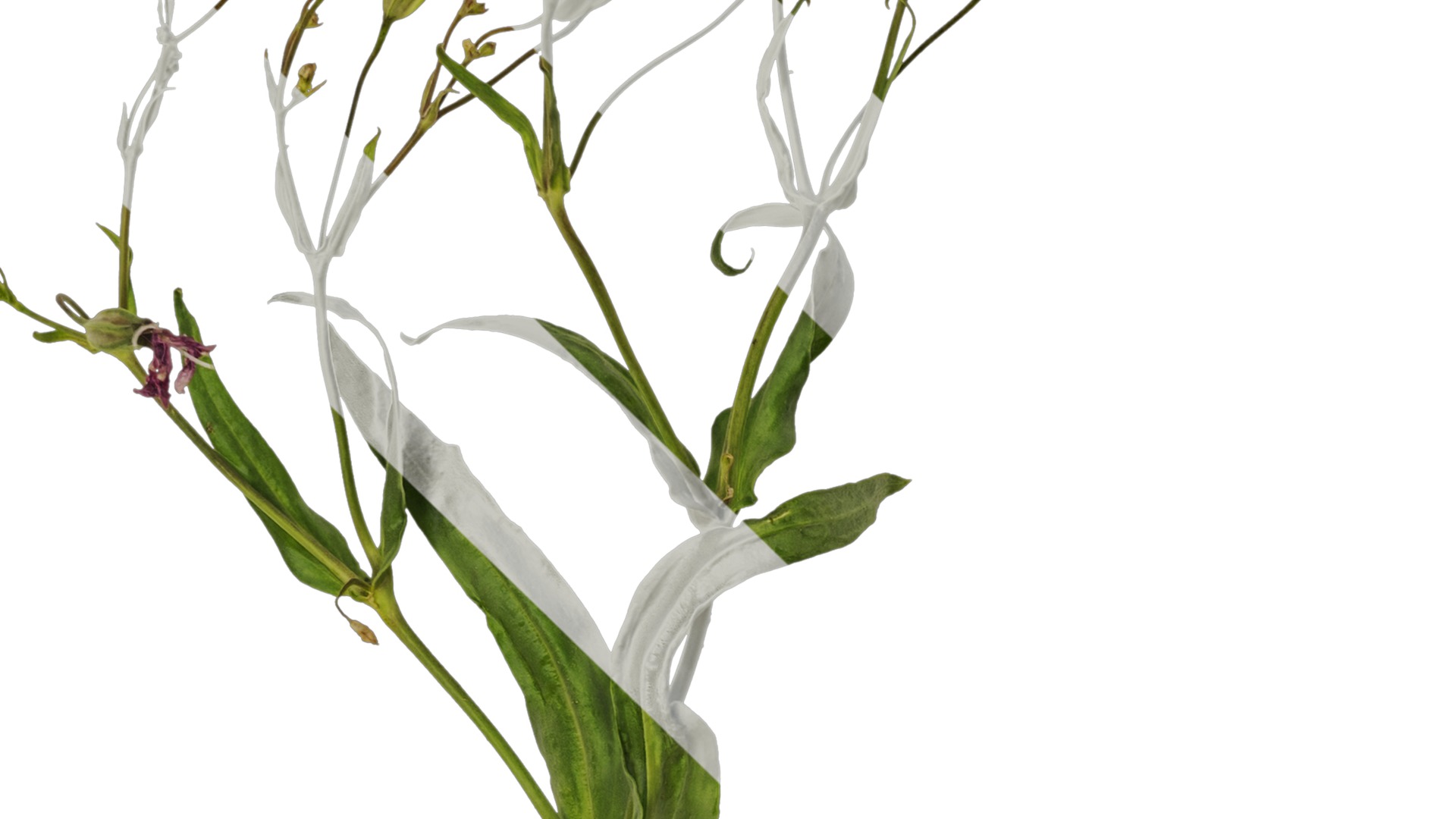 Anydrafts Vaccaria hispanica Atlas 03 Texture_3