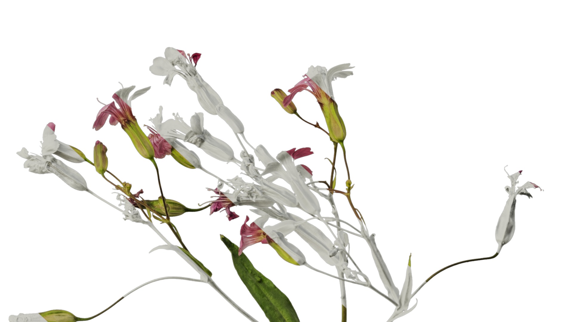 Anydrafts Vaccaria hispanica Atlas 03 Texture_6