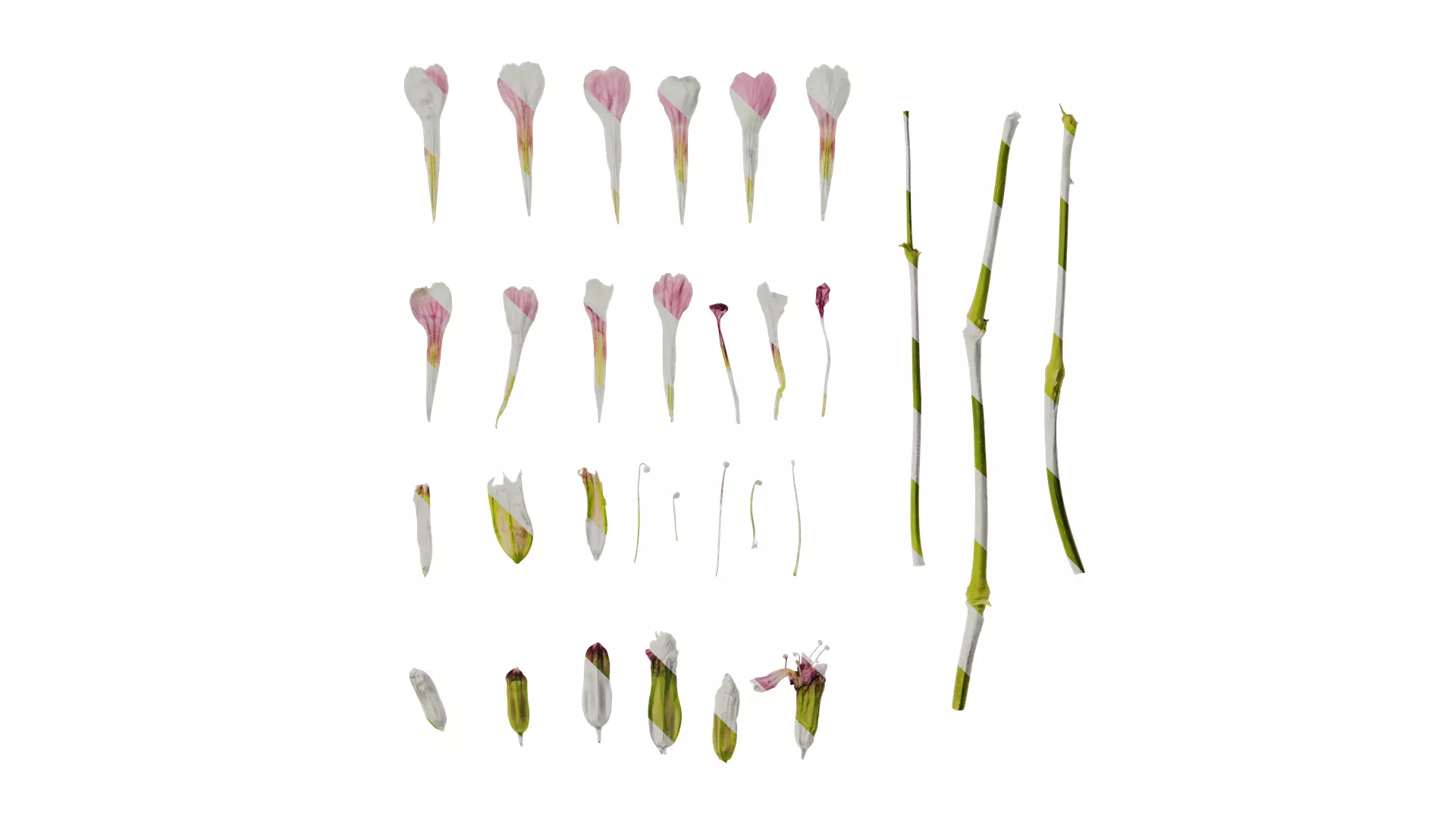 Anydrafts Vaccaria hispanica Flower 01 Texture_0