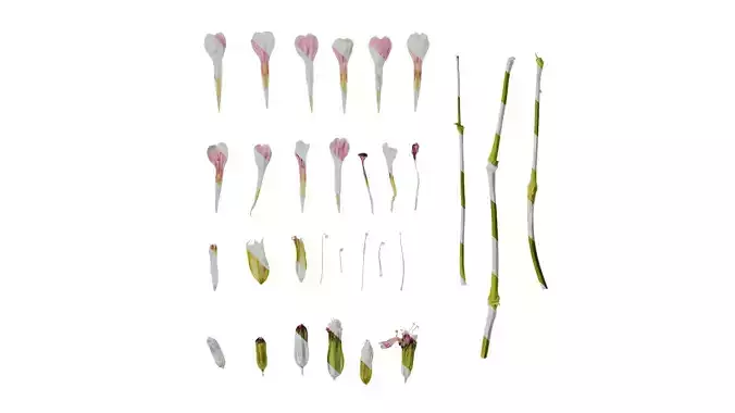 Anydrafts Vaccaria hispanica Flower 01