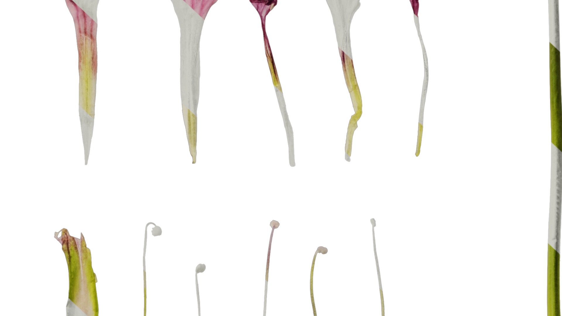 Anydrafts Vaccaria hispanica Flower 01 Texture_7