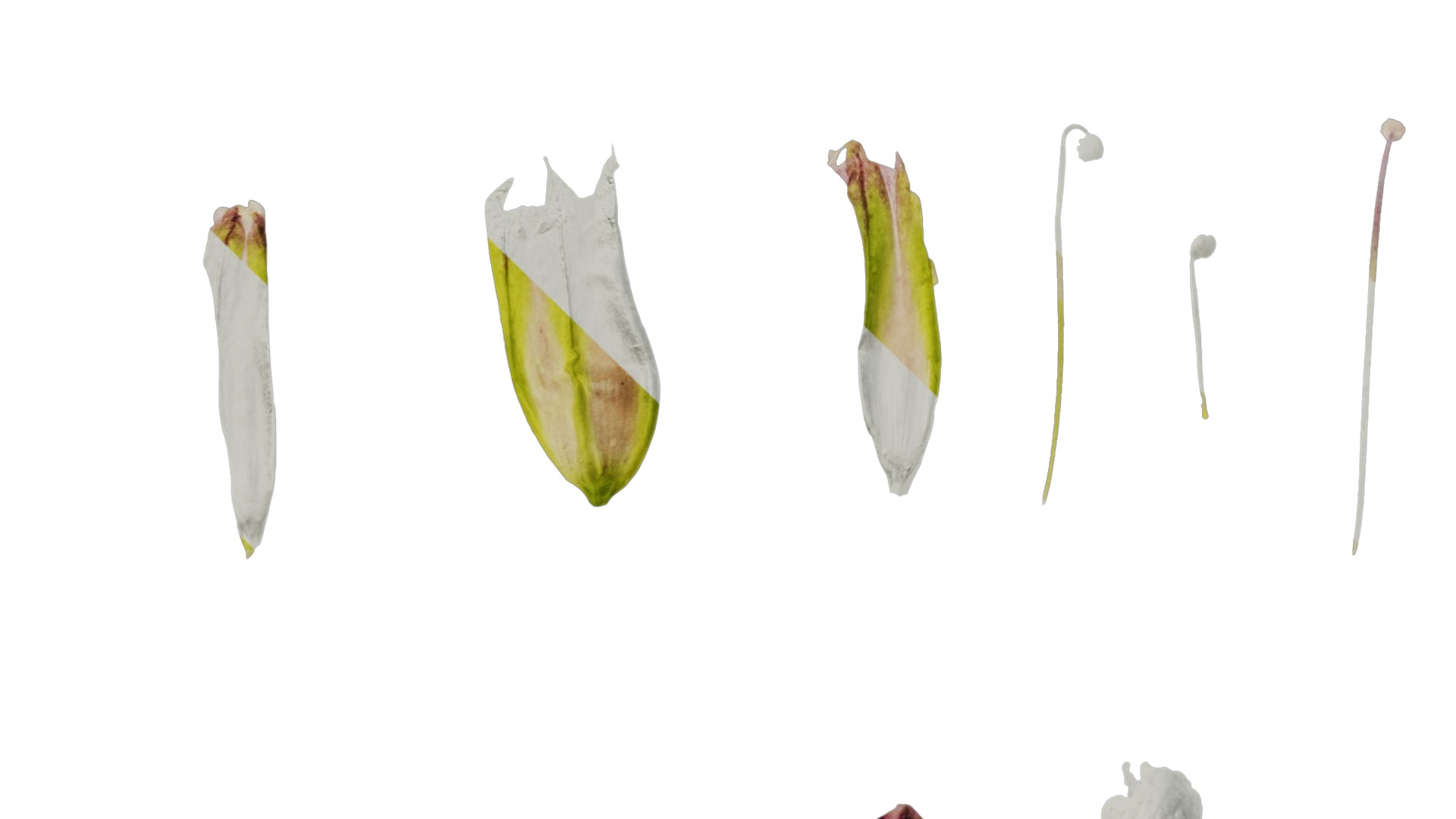 Anydrafts Vaccaria hispanica Flower 01 Texture_5