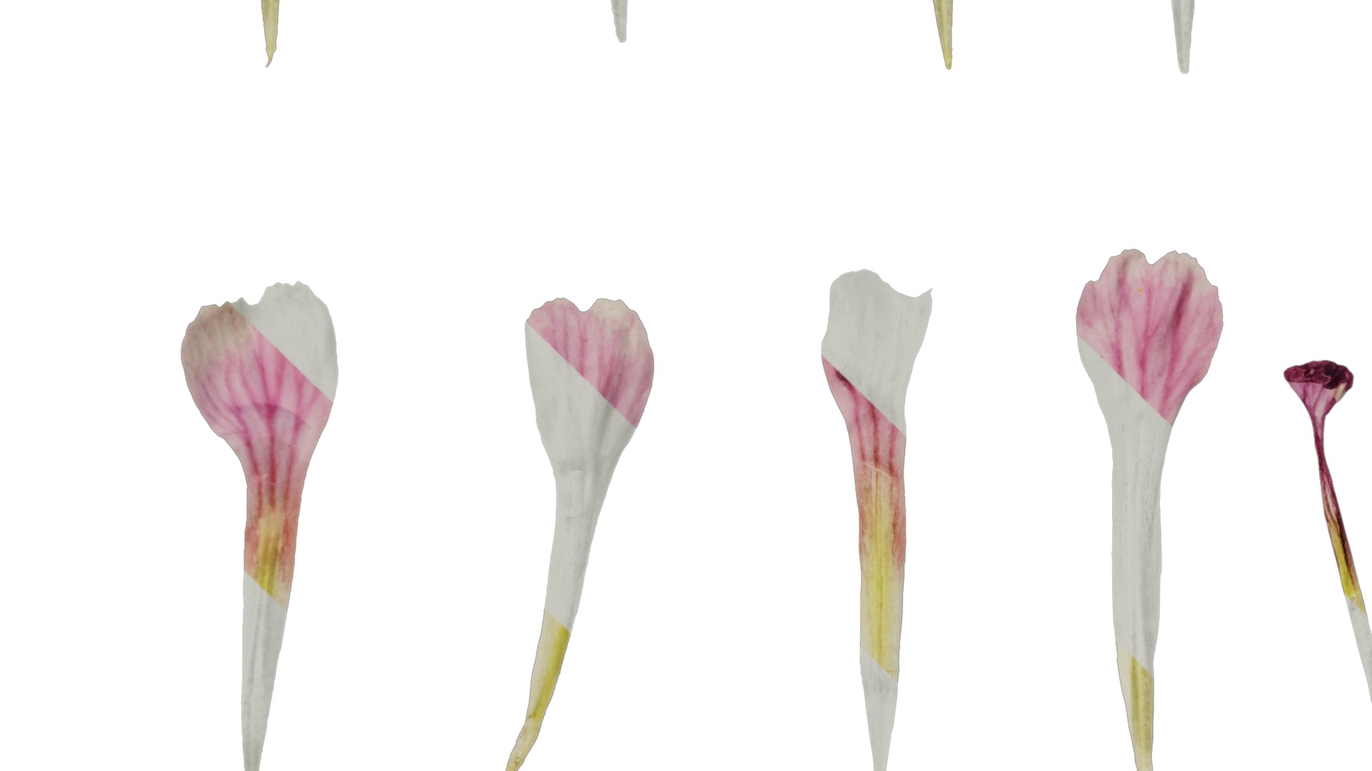 Anydrafts Vaccaria hispanica Flower 01 Texture_3