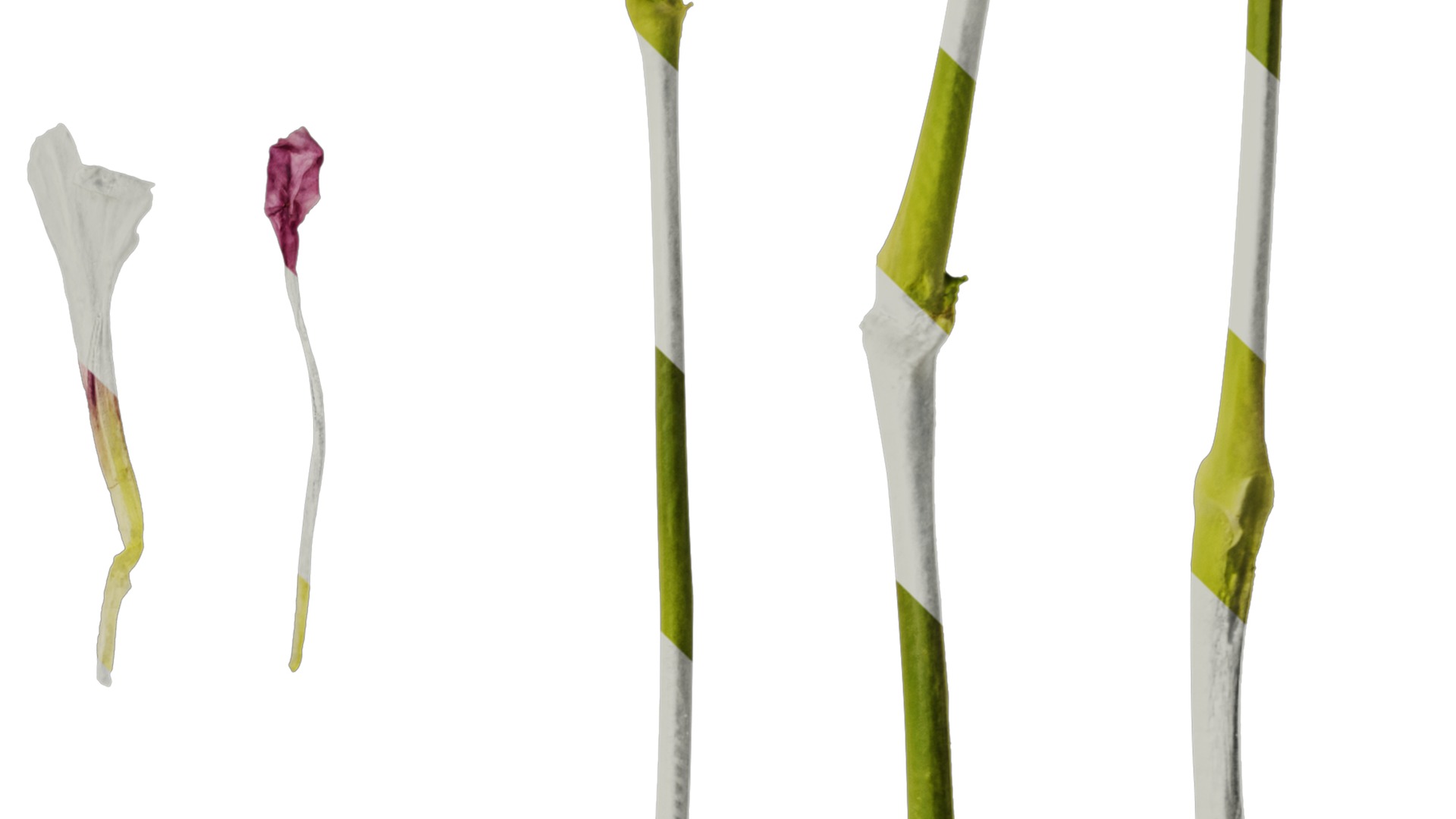 Anydrafts Vaccaria hispanica Flower 01 Texture_4