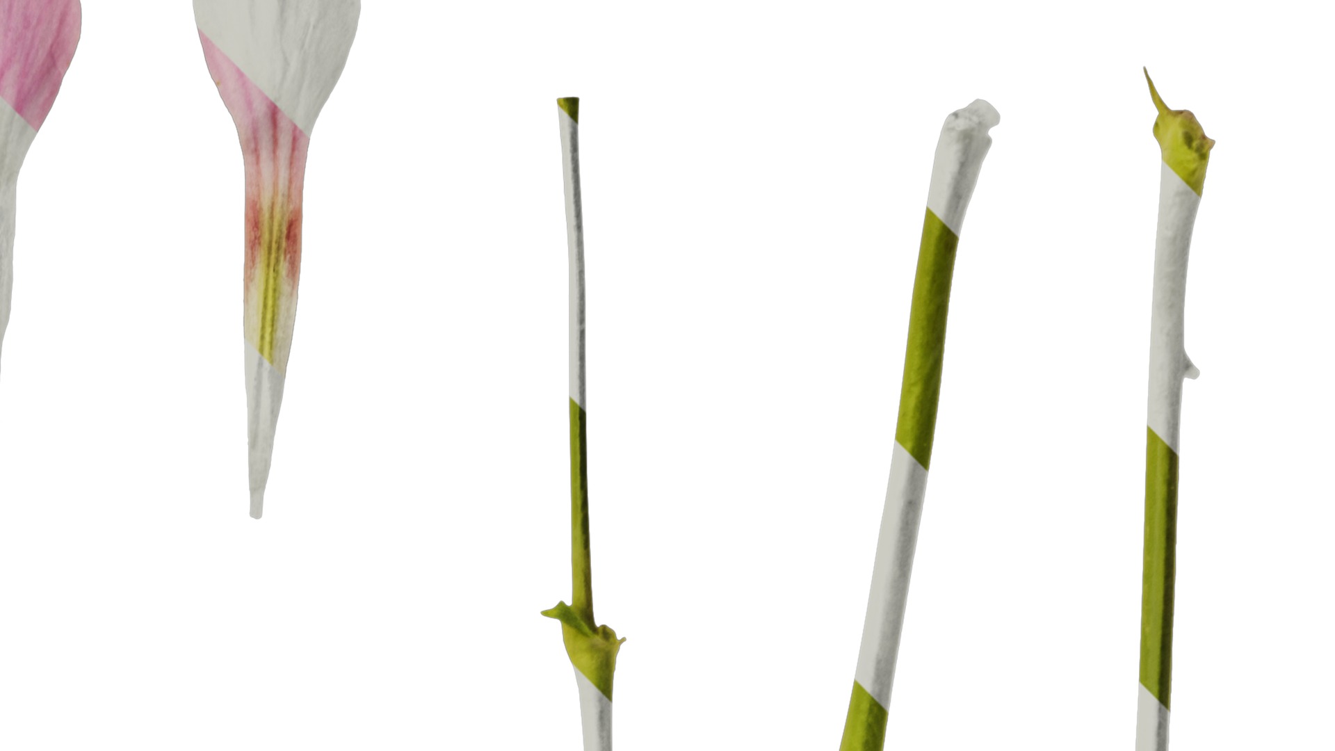 Anydrafts Vaccaria hispanica Flower 01 Texture_2