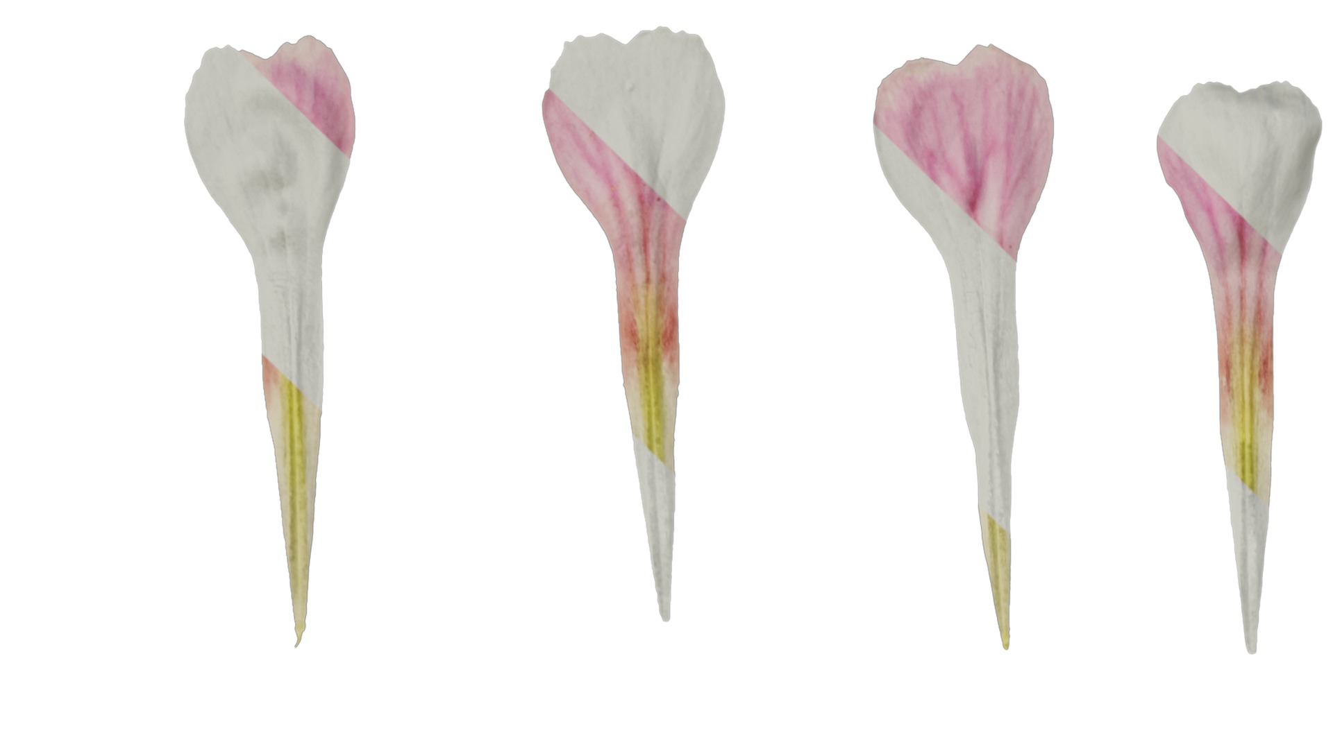 Anydrafts Vaccaria hispanica Flower 01 Texture_1