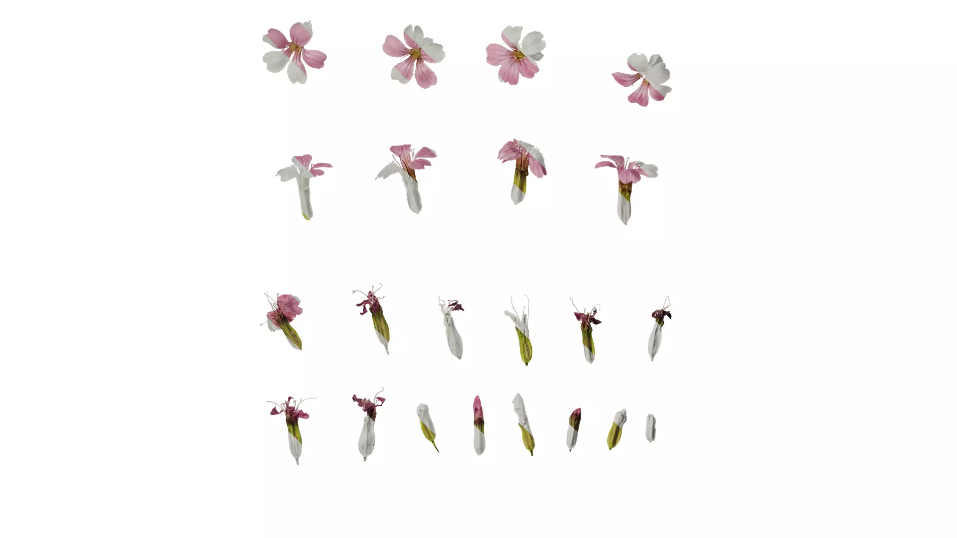 Anydrafts Vaccaria hispanica Flower 02 Texture_0