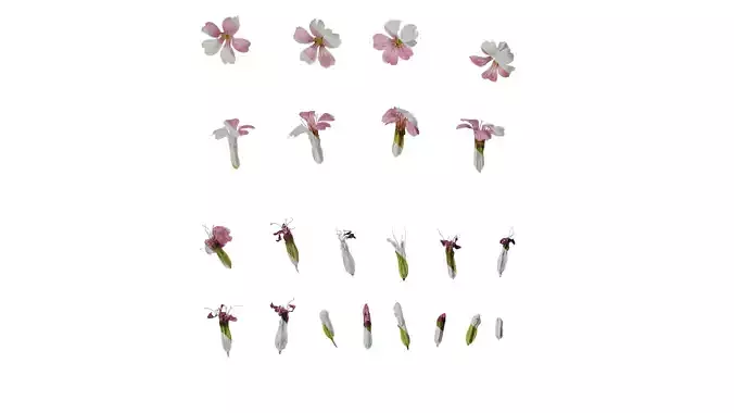 Anydrafts Vaccaria hispanica Flower 02