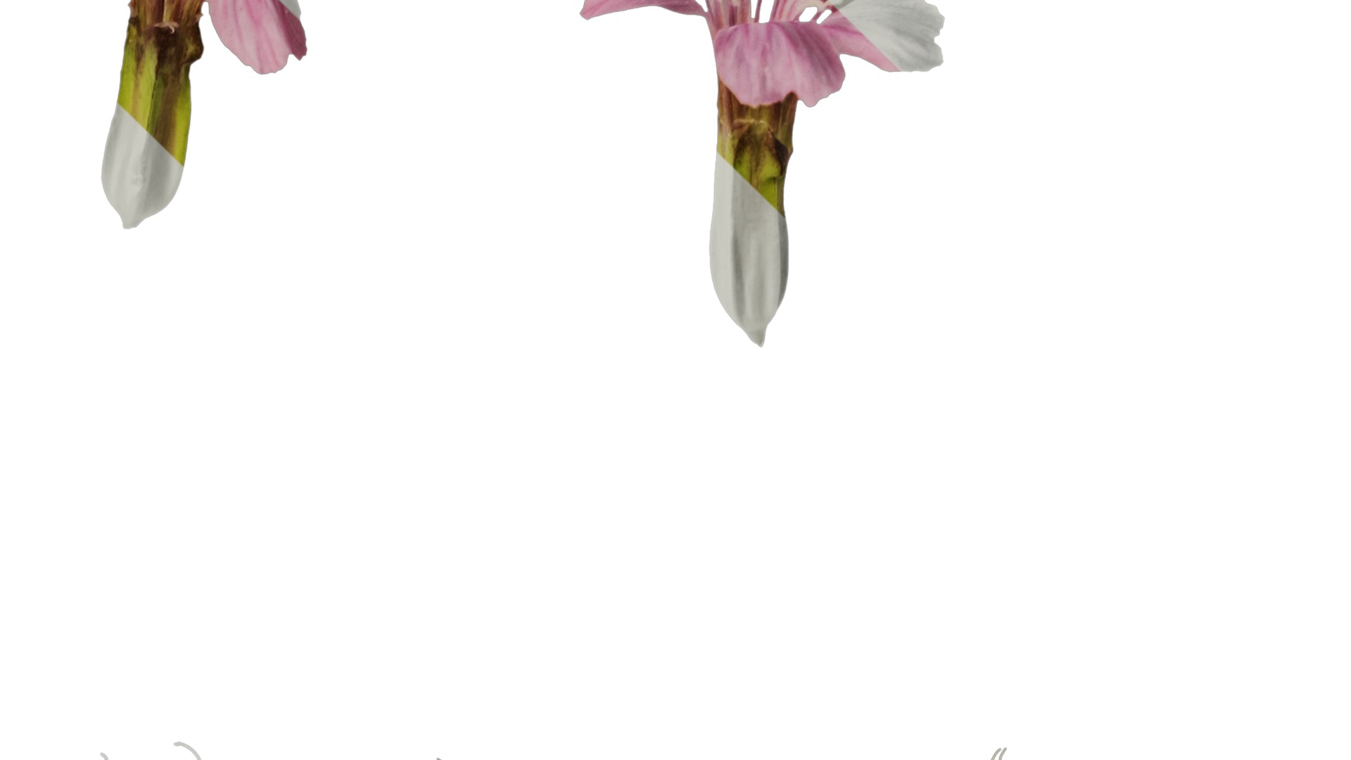 Anydrafts Vaccaria hispanica Flower 02 Texture_4