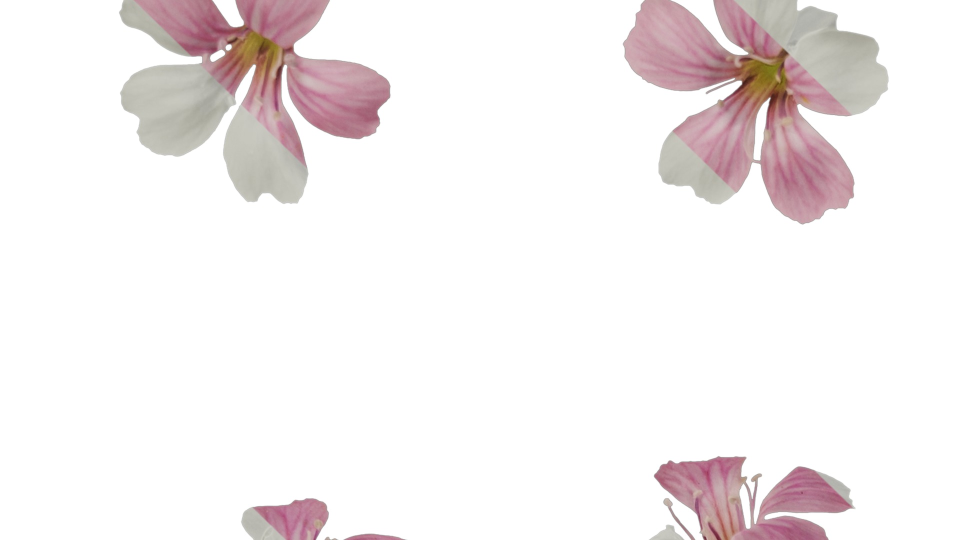 Anydrafts Vaccaria hispanica Flower 02 Texture_1