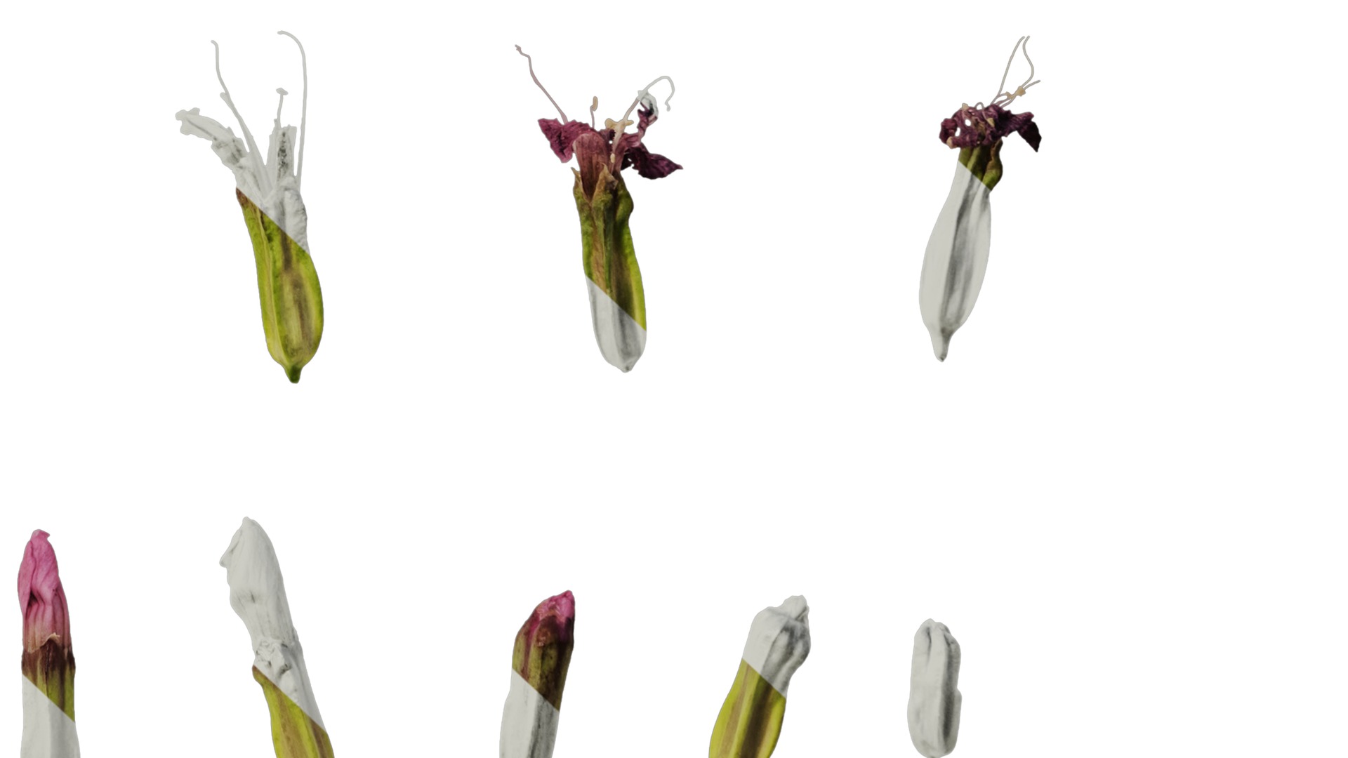 Anydrafts Vaccaria hispanica Flower 02 Texture_6